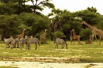 Inside Tanzania, viaggio individuale Viaggio individuale in Tanzania